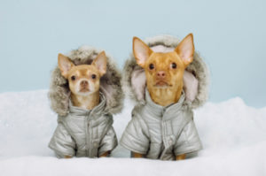 Two Chihauhaus Wearing Winter Coats