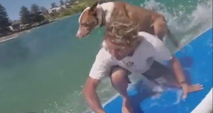 VIDEO Surfer vještinama daske naučio svog četveronožnog prijatelja, pogledajte kako to izgleda
