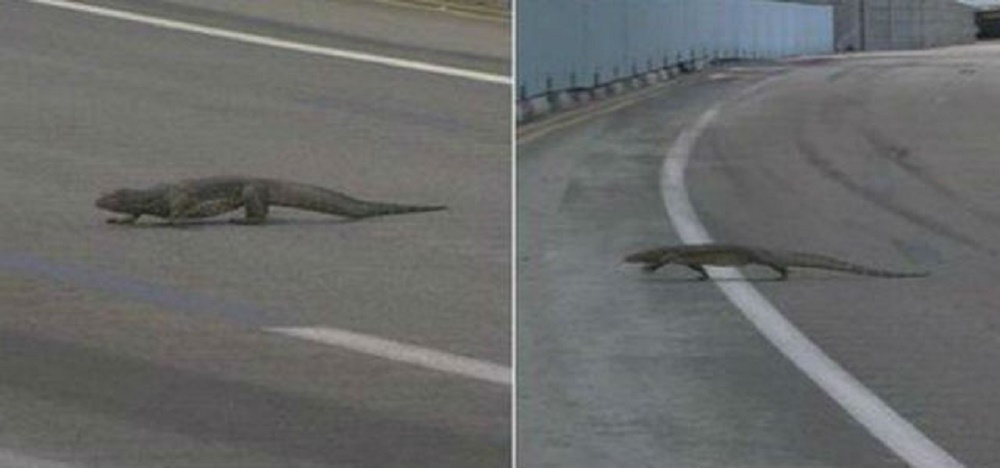 VIDEO I to je moguće u Formuli 1 – Pred vozača izletio ogroman gušter!