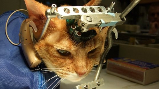 Odlične vijesti iz Kine za ljubitelje Cruelty-Free kozmetike; testiranje, ali ne na životinjama