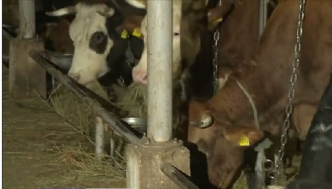 Mljekarska industrija na koljenima, čaša vode skuplja od litre mlijeka, uskoro kreću inspekcije