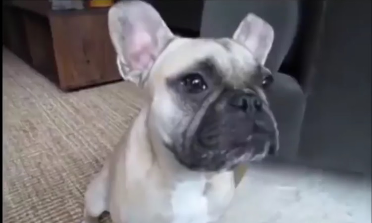VIDEO Pogledajte ove ljubimce, oni mogu govoriti, u ovom slučaju – volim te!