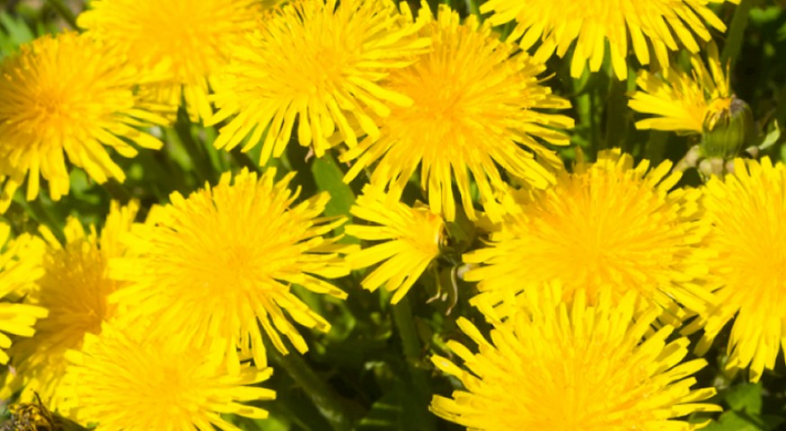 Zaboravljen, a vrlo dostupan svima i to besplatno: Maslačak je vrlo ljekovit