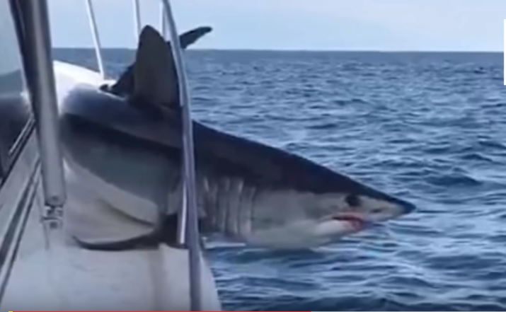 VIDEO Kad veliki morski pas skoči na ribarsku brodicu i zaglavi se