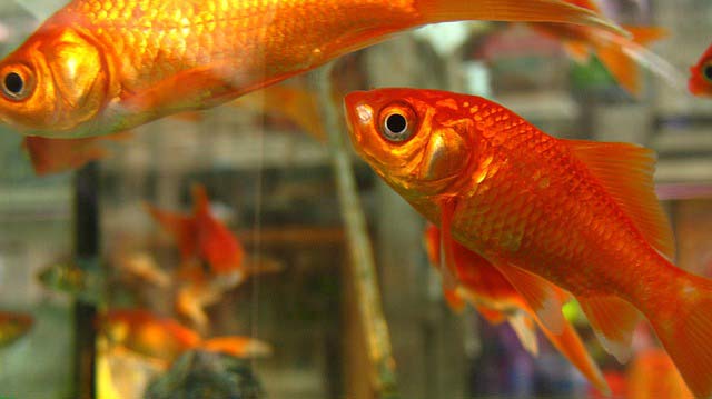 الحاسوب تزاحم تحويل  Znanost kaže da ribe nisu tako glupe kao što se mislilo, evo što sve mogu i  koliko pamte | Hrvatska danas