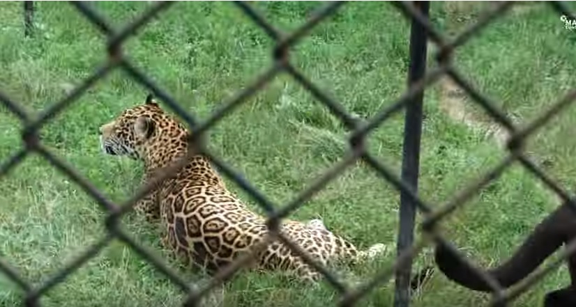 Živi u Zoološkom vrtu u Osijeku i – najstarija je ženka jaguara na svijetu