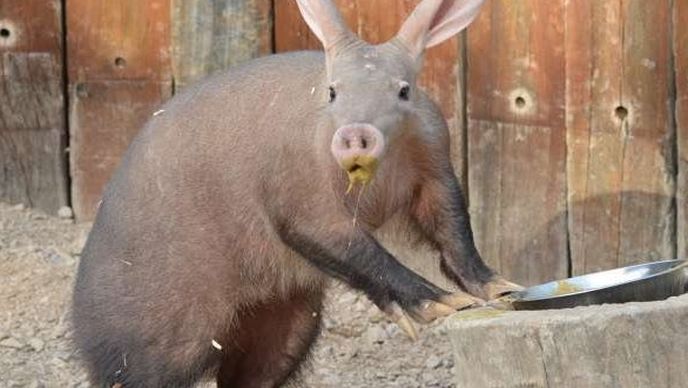 U požaru ZOO-a stradao mravojed Miša, nestalo nekoliko mekata…