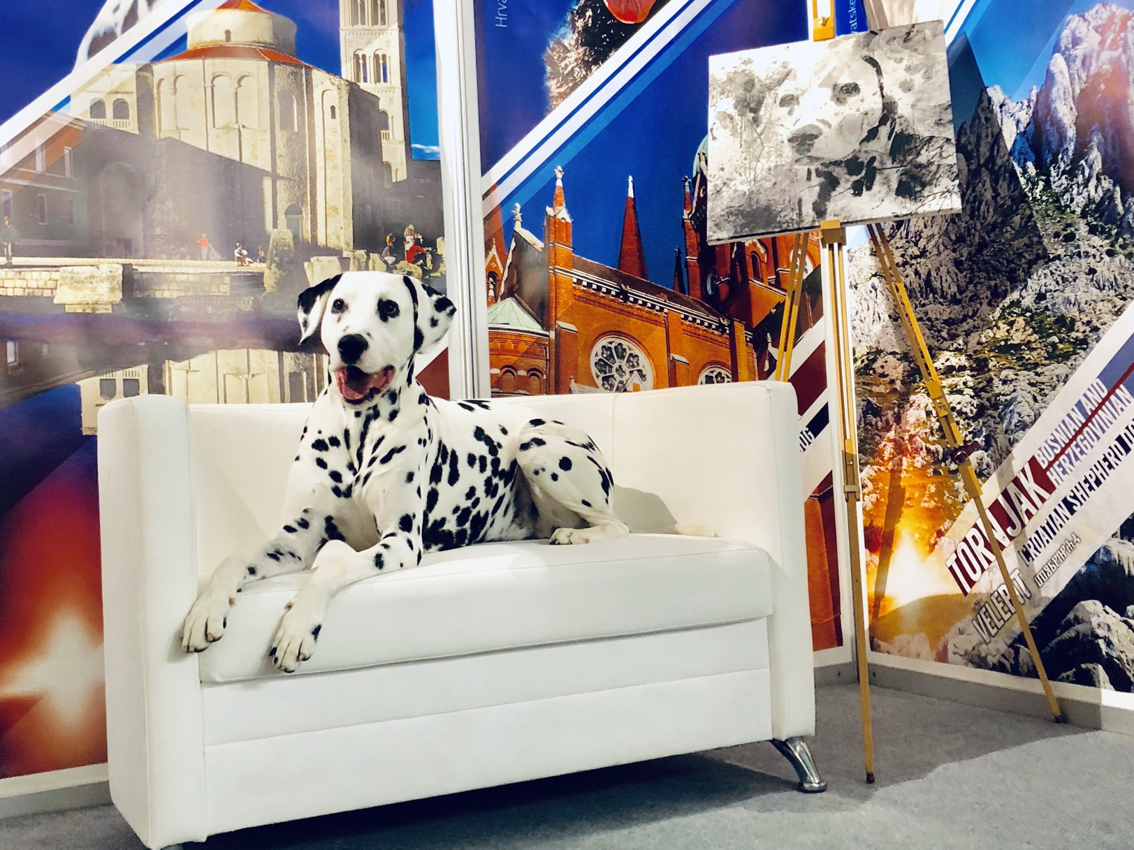 Povijesni uspjeh hrvatske pasmine:  Dalmatinski pas prvi put proglašen najljepšim psom Europe