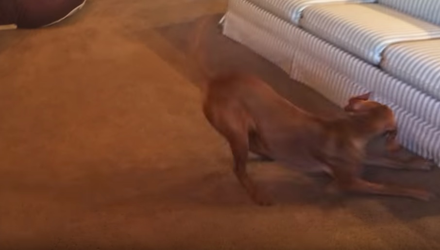VIDEO Umjetna inteligencija zabavlja vaše kućne ljubimce kad niste kod kuće, a možete se i vi na daljinu poigrati s njima