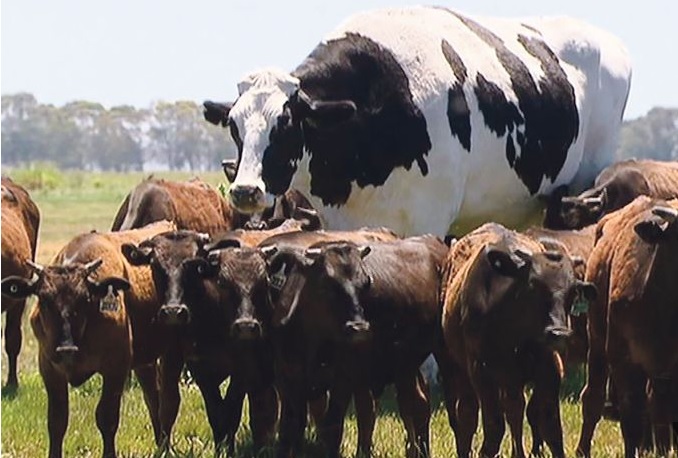 Postao internetski hit: Najveći vol Australije preživio jer je prevelik za klaonicu