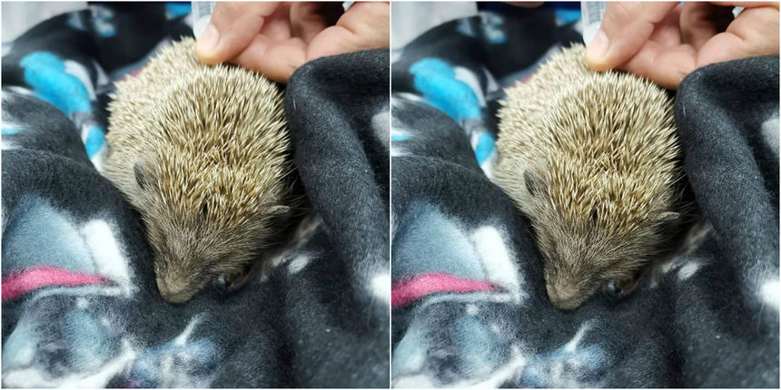 Nevjerojatna okrutnost djece u Splitu: Ispred škole nemoćnog ježa tukli nogama