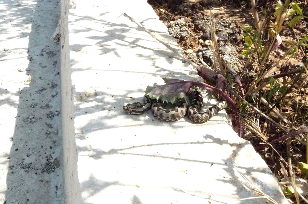 U Istri se probudile zmije, evo što trebate kad idete u berbu šparoga, te što napraviti ako vas ugrize