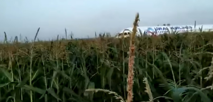 VIDEO U Rusiji slično kao Čudo na Hudsonu: Ptice pogodile Airbus, pilot čudesno sletio “na trbuh” u kukuruzište
