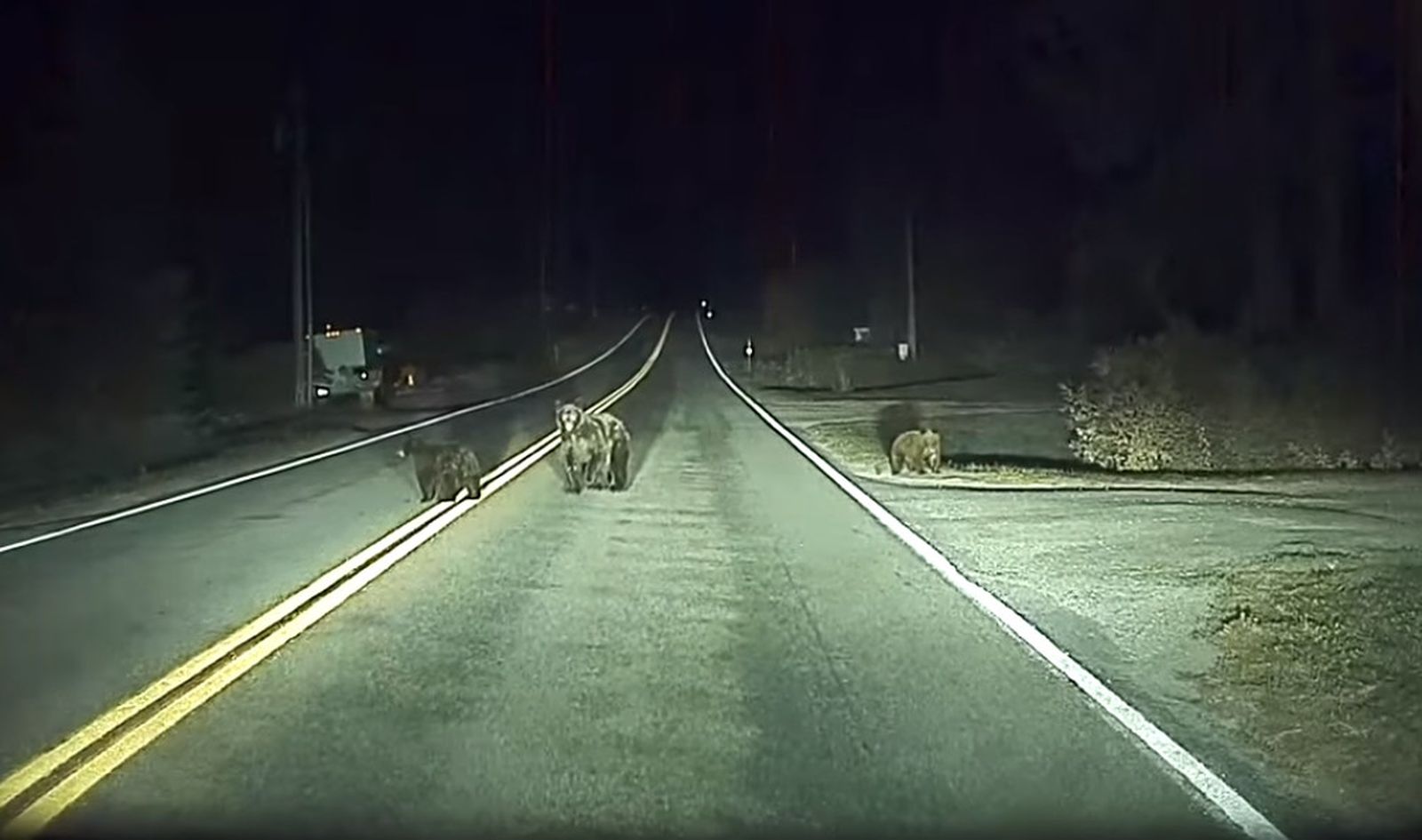 VIDEO Teslin autopilot spasio vozača i medvjede na cesti