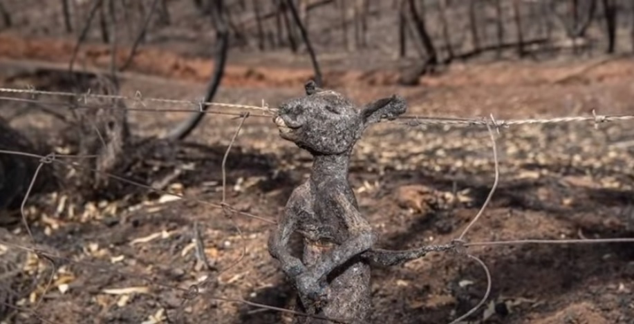 VIDEO Katastrofalni požari u Australiji ugrozili 800 milijuna životinja, spasioci su u očaju