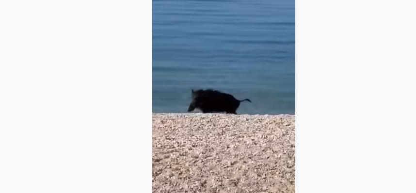 VIDEO I vepar je pobjegao s Brača, plivajući do Makarske