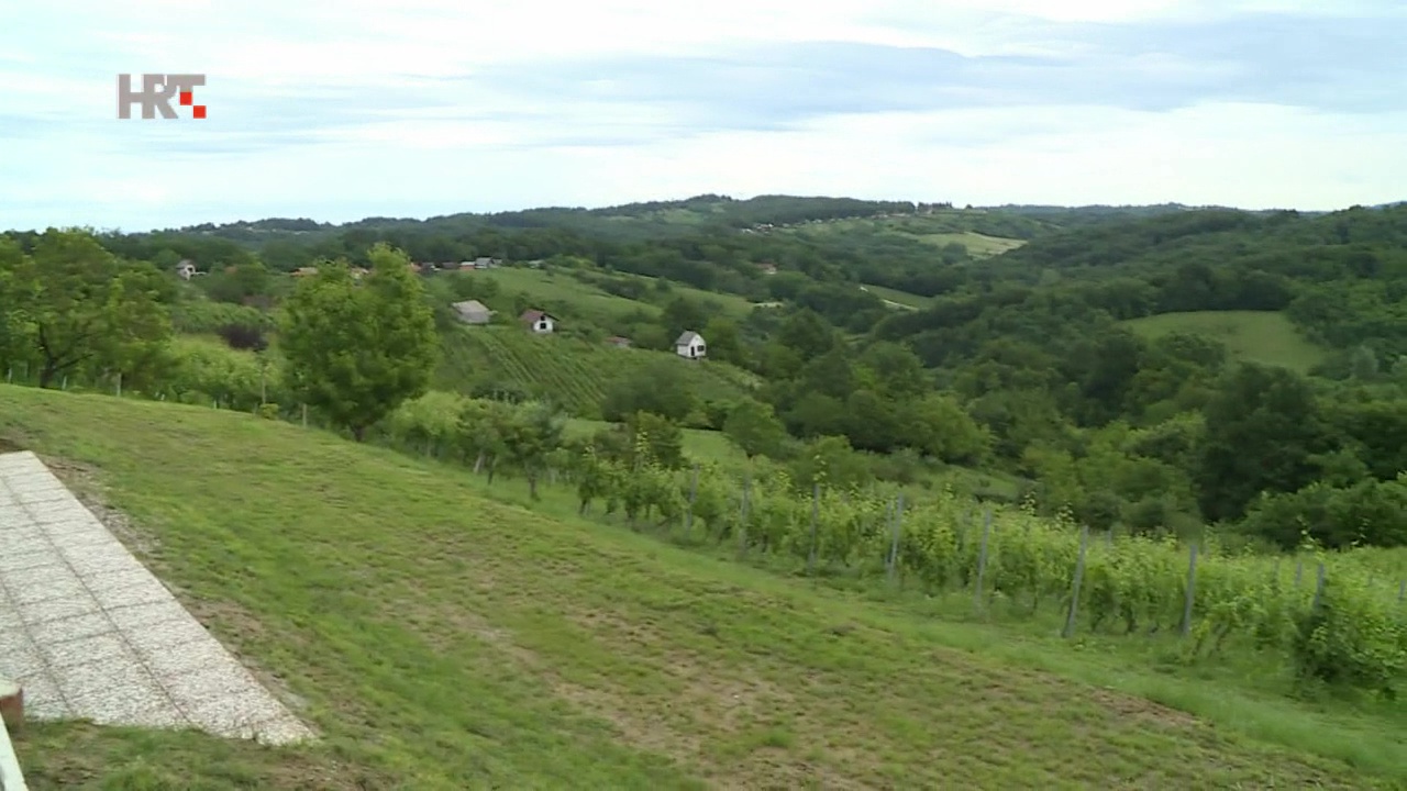 Redukcija: Korona kriza tjera vinogradare u zelenu berbu