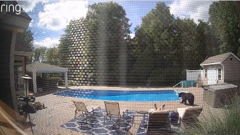 Zakunjao kraj bazena, medo se došao družiti: Alo, probudi se!