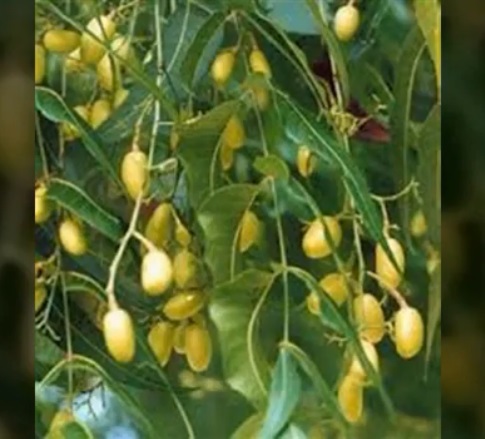 Nim je sveta indijska biljka koja pomaže kod mnogih tegoba, a i odličan je prirodni pesticid