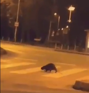 VIDEO U zagrebačkom kvartu snimljena neobična životinja: Vrapčanski štakori su se ugojili