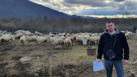 Novi masakr kod Gračaca: Vukovi usmrtili dvije krave i tri teleta
