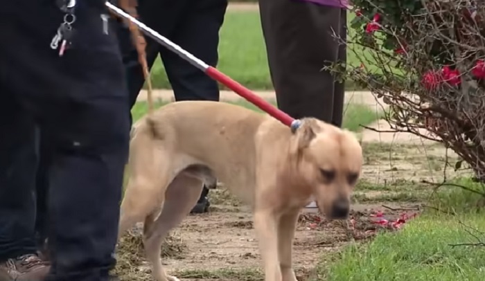 Četverogodišnjakinju iz Teksasa ubio obiteljski pas: Slučaj će se istražiti, pas je uspavan