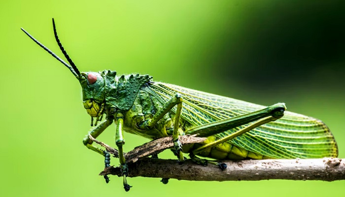 Sviđalo vam se to ili ne, budućnosti prehrane su kukci. Evo kakav okus imaju, a ova ih tvrtka nudi u obliku gumenih bombona