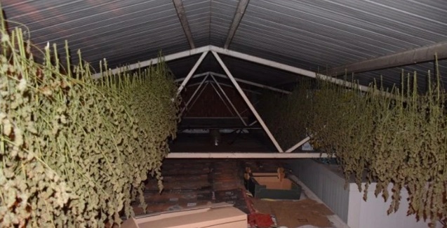 Policija našla 2295 stabljiki konoplje, brali je državljani Srbije