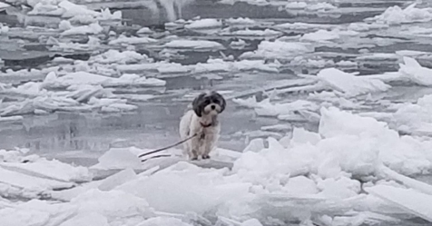 Shih Tzu spašen iz sredine zaleđene rijeke New York nakon što je lovio guske i zaglavio