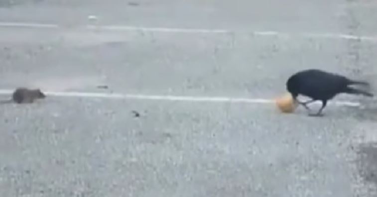 VIDEO: Ptica jela kruh i ugledala gladnog štakora. Učinila je nešto nevjerojatno