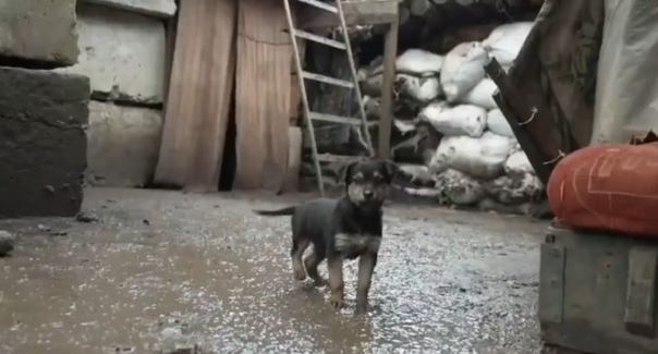 VIDEO Psić s prve crte obrane: Maleni Rambo štiti ukrajinske vojnike