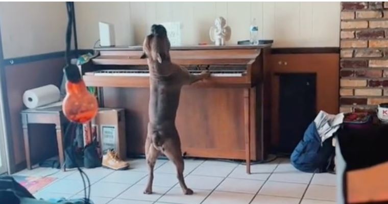 VIDEO Pas svira klavir i pokušava pjevati, prizor je urnebesan