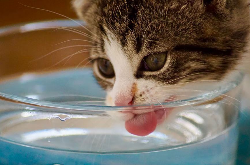 maca pije vodu