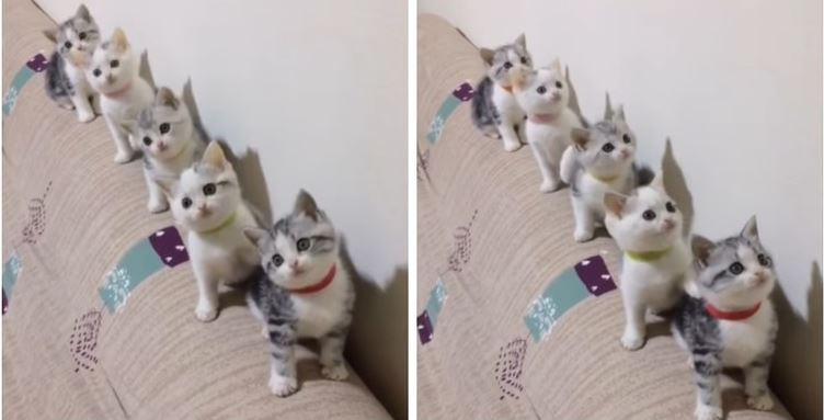 VIDEO Mačići koji se njišu u ritmu glazbe postali su hit na Instagramu