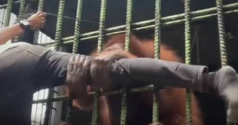 VIDEO Pružio ruku orangutanu pa nastradao, njegovi krikovi su sablasni