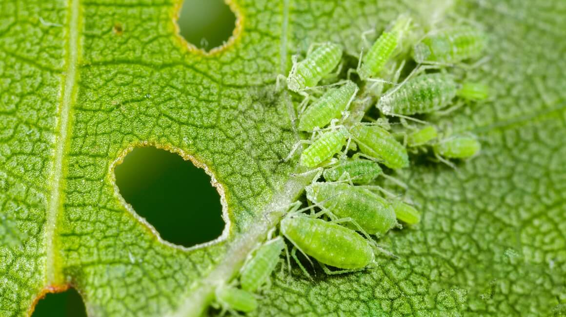 Najezda mušica i u Zagrebu, stručnjakinja objasnila o čemu se radi