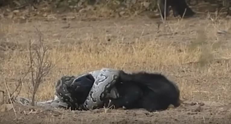 Na koga biste se kladili? Obračun između pitona i jazavca napet je do samog kraja