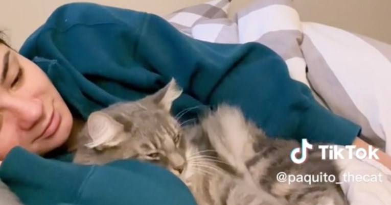 VIDEO Vlasnica pokazala kako je mačku naučila na maženje