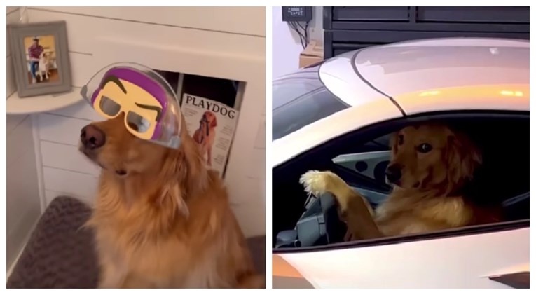 VIDEO Pas Teddy zabavlja ekipu na TikToku, pogledajte što sve izvodi