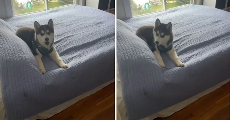 VIDEO Pogledajte kako se štene haskija svađa s vlasnicom jer mu brani na krevet