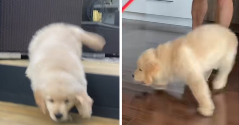 VIDEO Smotan ili samo presladak? Zlatni retriver oduševio TikTok svojim nestašlucima