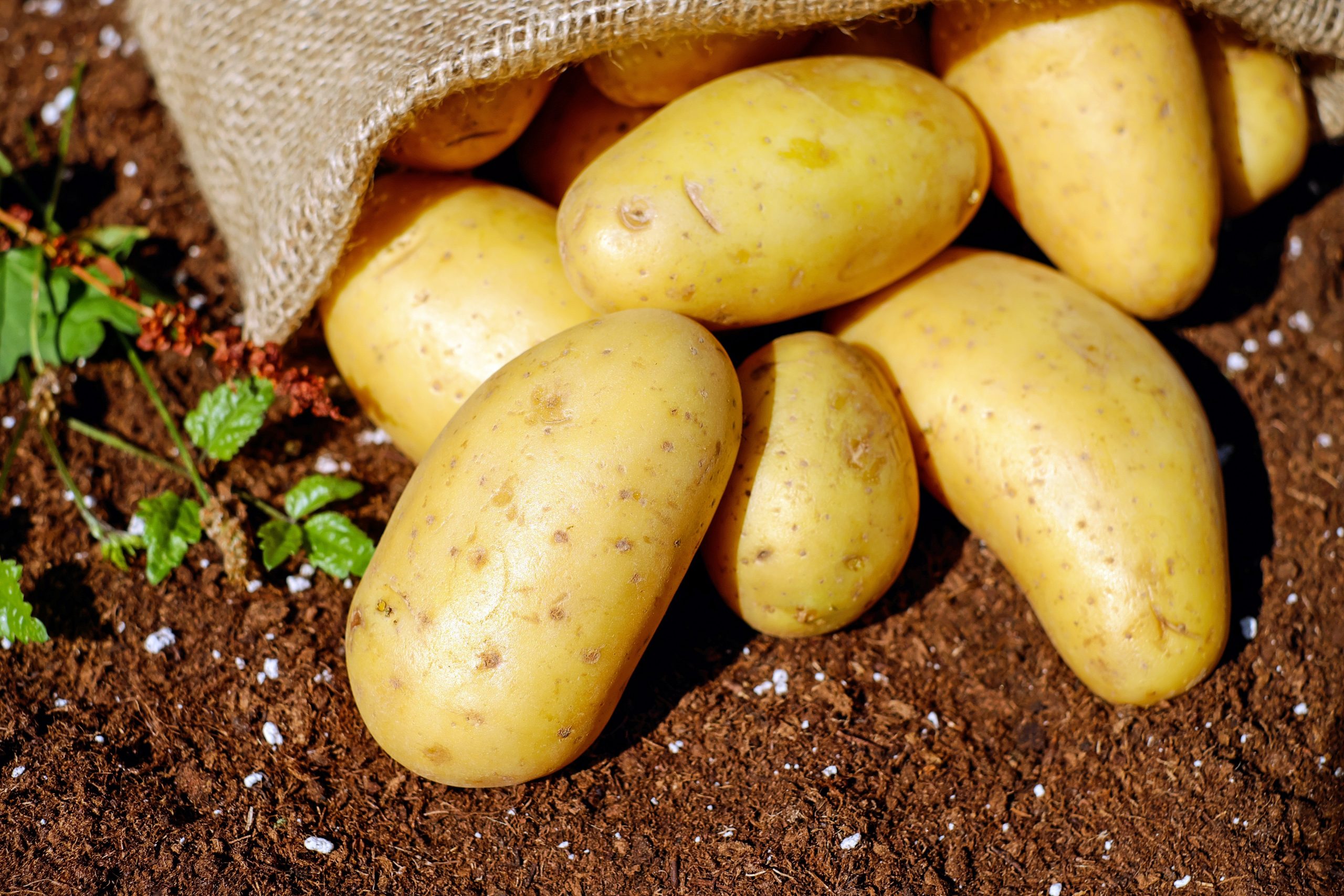 Zašto i dalje mislimo da je krumpir nezdrav? Evo što kažu nutricionisti