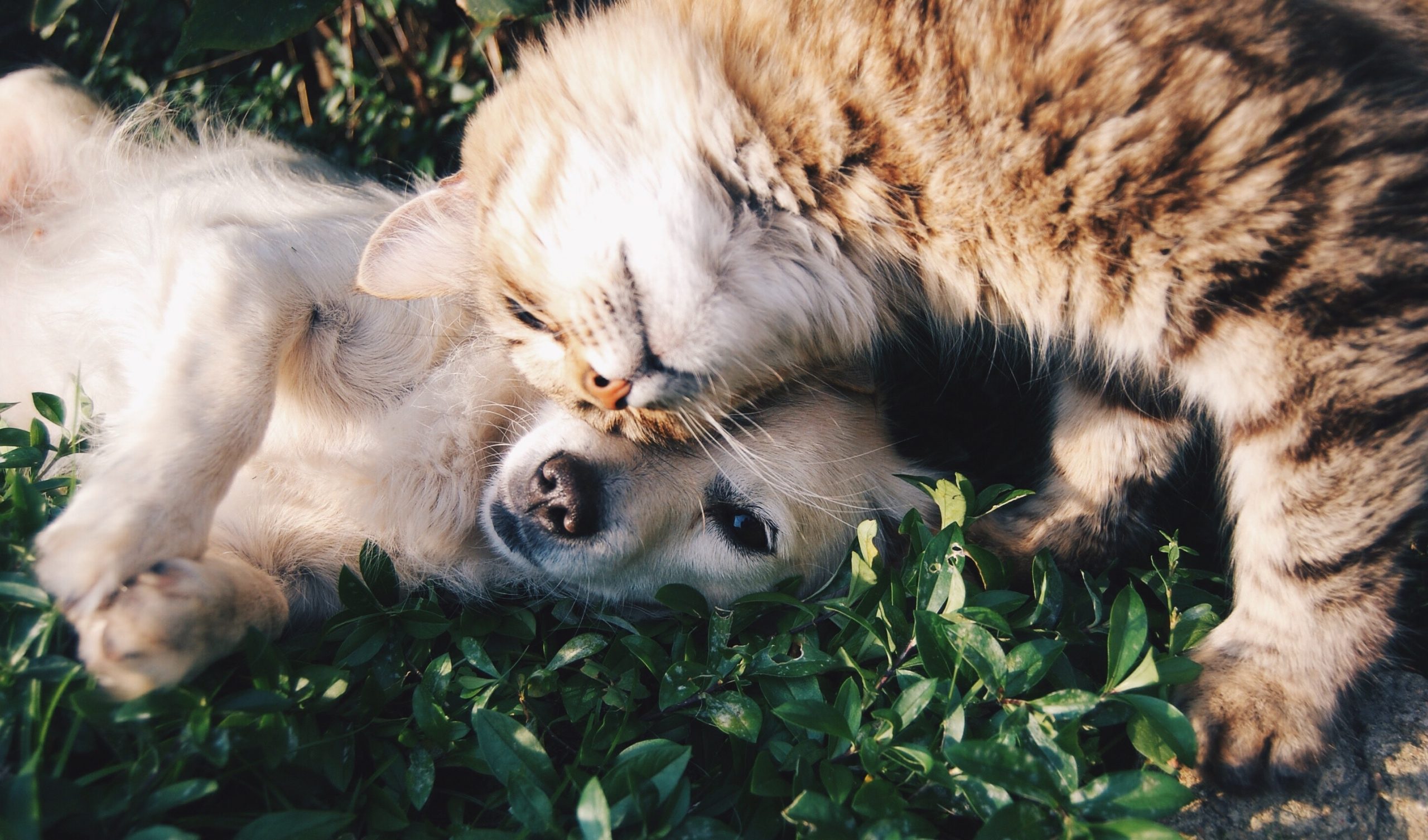 Pet načina na koje nam ljubimci pospješuju zdravlje
