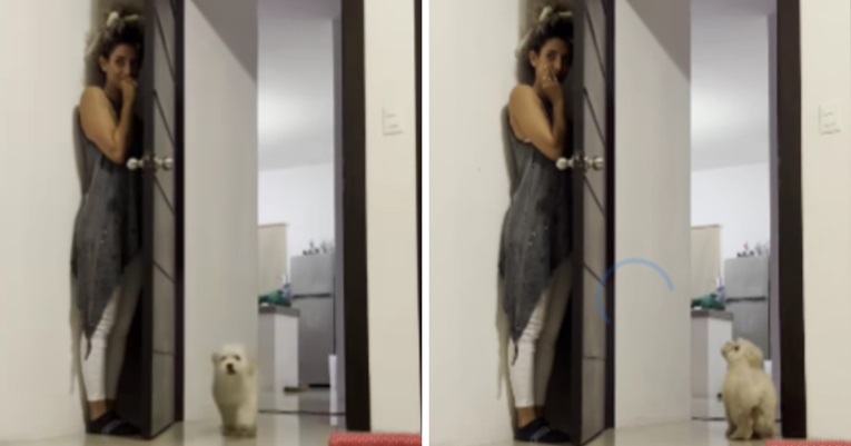 VIDEO Vlasnica se sakrila iza vrata, pas se posve zbunio i nije ju mogao pronaći