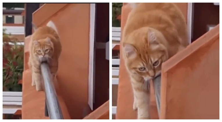 VIDEO Mačka osmislila novu metodu hodanja po rubu zgrade i nasmijala milijune ljudi