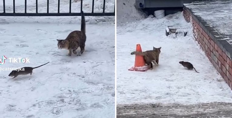 VIDEO Mačka pokušala uhvatiti štakora, ljude iznenadilo što se zatim dogodilo
