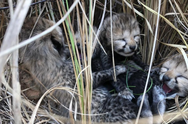 VIDEO 70 godina nakon što su ih tamo proglasili izumrlima, u Indiji rođeni mladunci geparda