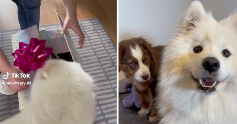 VIDEO Psić ponjušio kutiju i odmah mu je bilo jasno da je unutra savršen poklon