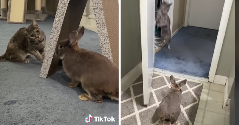 VIDEO Doveli zeca u kuću, reakcija njihove mačke kad ga je vidjela je presmiješna