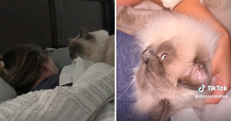 VIDEO “Najbolji alarm”: Mačak Leo na smiješan način pokušava probuditi vlasnicu